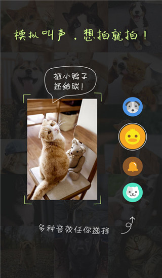 萌宠相机app截图3