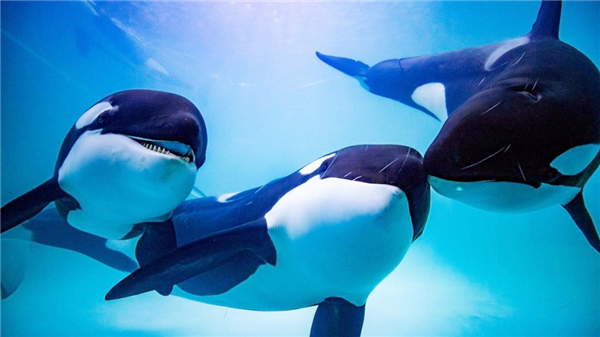 虎鲸模拟器官方版(The Killer Whale)截图1