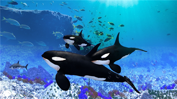 虎鲸模拟器官方版(The Killer Whale)截图2