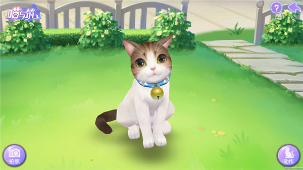 猫咪装扮展示