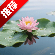 荷花壁纸手机壁纸appv1.1